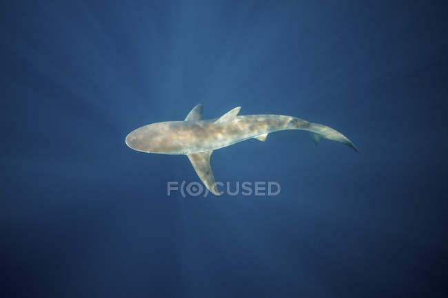 Uno squalo crepuscolare che nuota nell'acqua blu — Foto stock