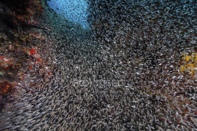A dense school of bait fish on reef — Stock Photo
