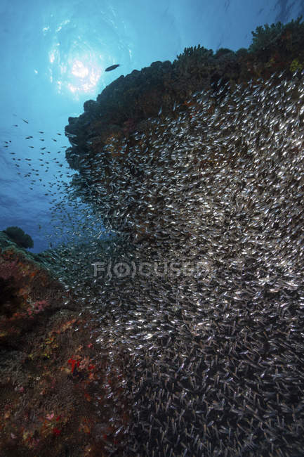 Una densa scuola di pesci esca sulla barriera corallina — Foto stock