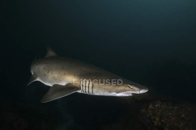 Un tiburón dientes andrajosos nadando en aguas oscuras - foto de stock