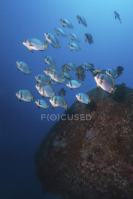 Scuola di Platax teira batfish sul relitto di Alma Jane nelle Filippine — Foto stock