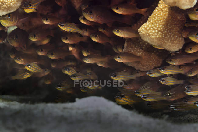 Closeup view of swimming school of yellowstriped cardinalfish — Stock Photo