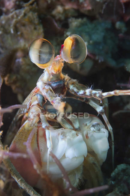 Close-up vista cultivada de camarão mantis — Fotografia de Stock