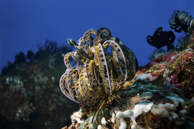 Крупный план криноида пернатой звезды на рифе — стоковое фото