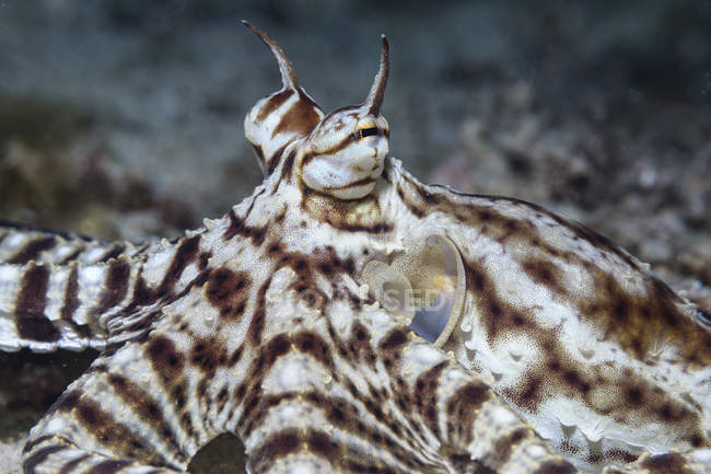 Close-up view of a mimic octopus muzzle — Stock Photo