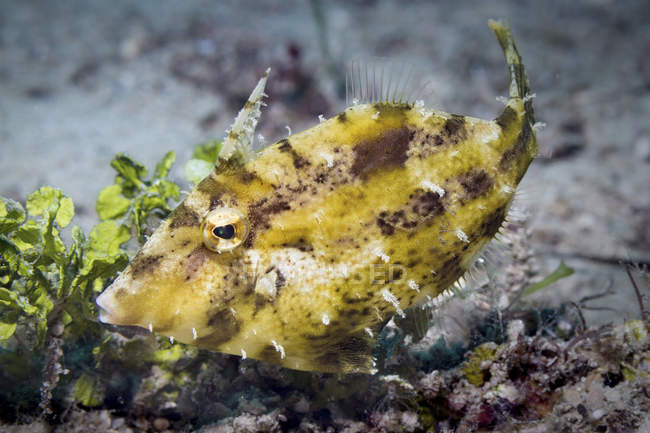 Крупним планом вид з боку Bristle-tail filefish — стокове фото