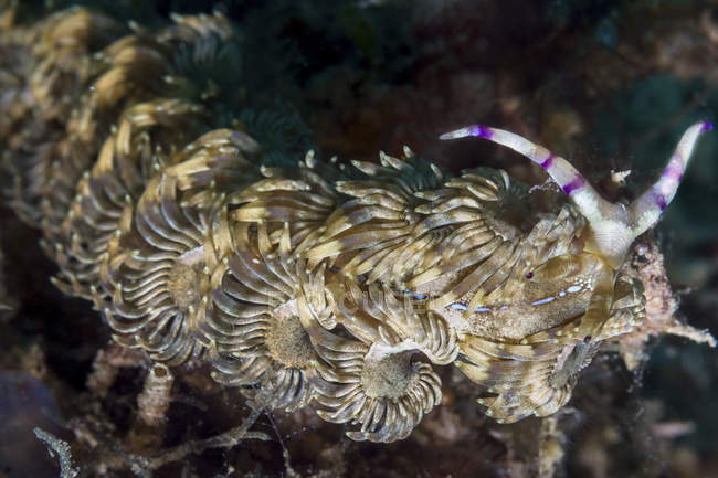 Vista de cerca de nudibranch dragón azul - foto de stock