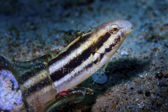 Black-banded blenny looking out of glass bottle — Stock Photo
