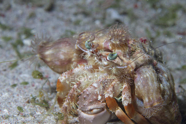 Vista close-up de caranguejo eremita no fundo arenoso — Fotografia de Stock