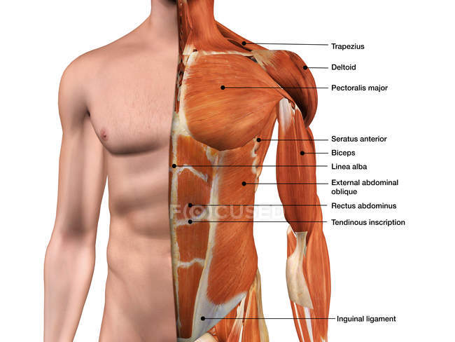 Musculos torácicos anteriores masculinos del pecho de la pared etiquetados sobre fondo blanco - foto de stock
