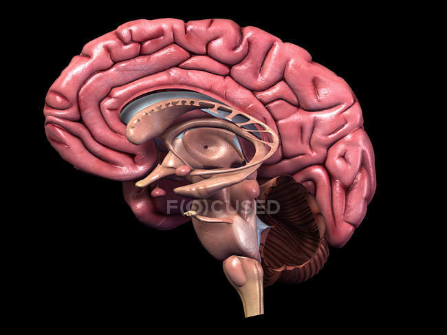 Sección sagital del cerebro humano sobre fondo negro - foto de stock