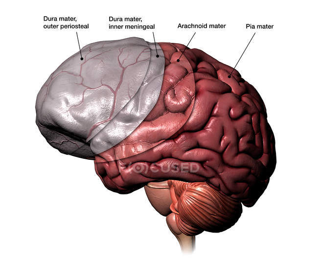 Cerebro humano meninges capas con etiquetas sobre fondo blanco - foto de stock