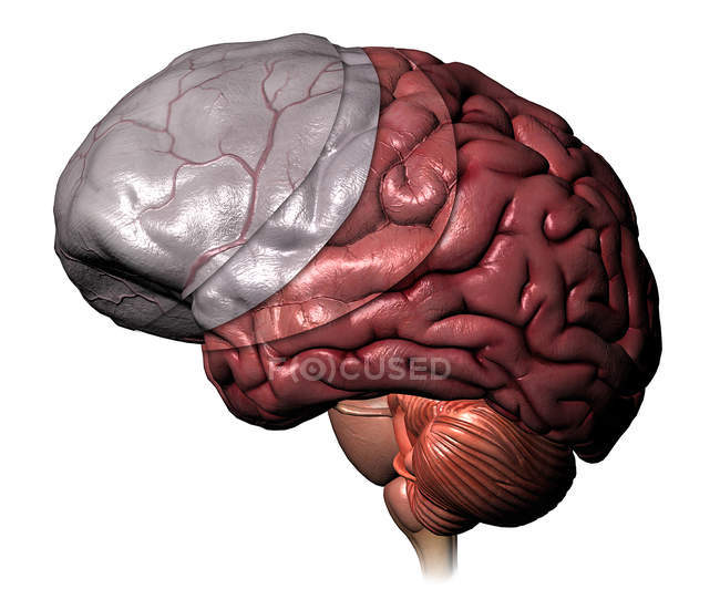 Cerebro humano meninges capas sobre fondo blanco - foto de stock