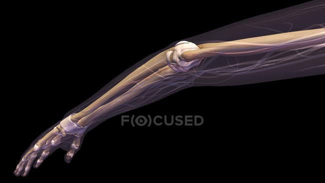 Brazo humano con articulación del codo y radiografía de huesos sobre fondo negro - foto de stock