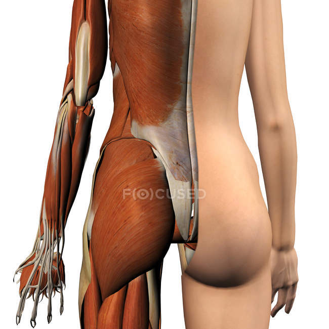 Вид ззаду жіночих м'язів з розділеним шаром шкіри на білому тлі — стокове фото