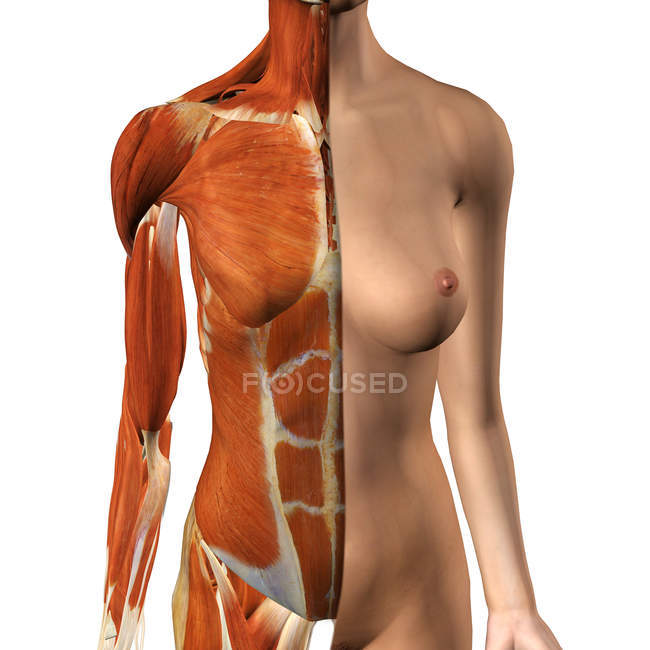Жіночі м'язи грудей і живота з розділеним шаром шкіри на білому тлі — стокове фото