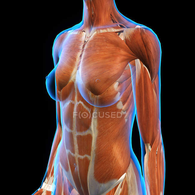 Muscles thoraciques et abdominaux féminins sur fond noir — Photo de stock