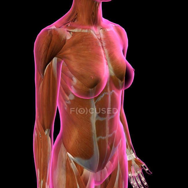 Muscles thoraciques et abdominaux féminins sur fond noir — Photo de stock