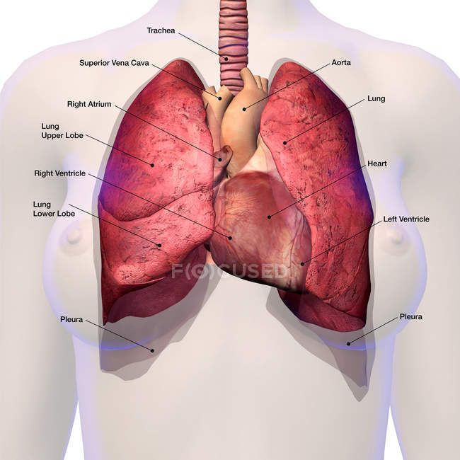 Corazón y pulmones femeninos en el cuerpo femenino con etiquetas - foto de stock