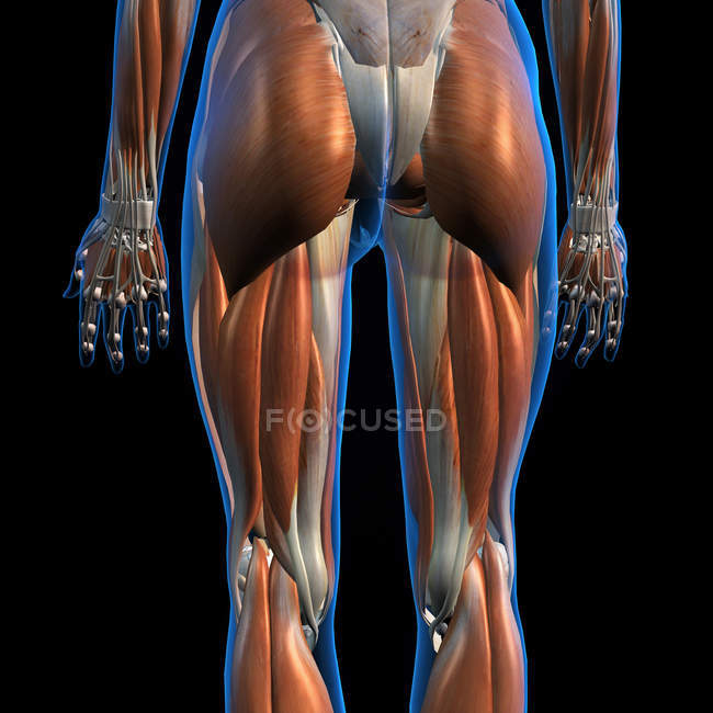Vista lateral y posterior de los músculos femeninos de cadera y pierna sobre fondo negro - foto de stock
