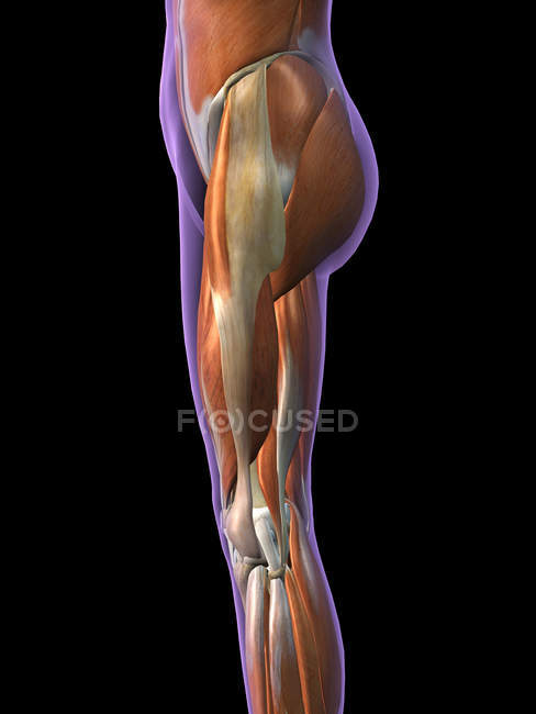 Vue latérale des muscles féminins de la hanche et des jambes sur fond noir . — Photo de stock
