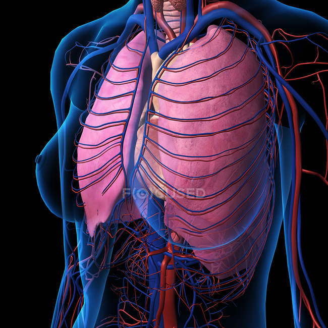 Vista de rayos X del pecho, corazón, pulmones, arterias y venas femeninas sobre fondo negro - foto de stock