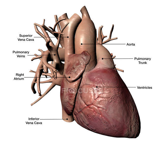 Corazón humano con arterias coronarias y etiquetas - foto de stock