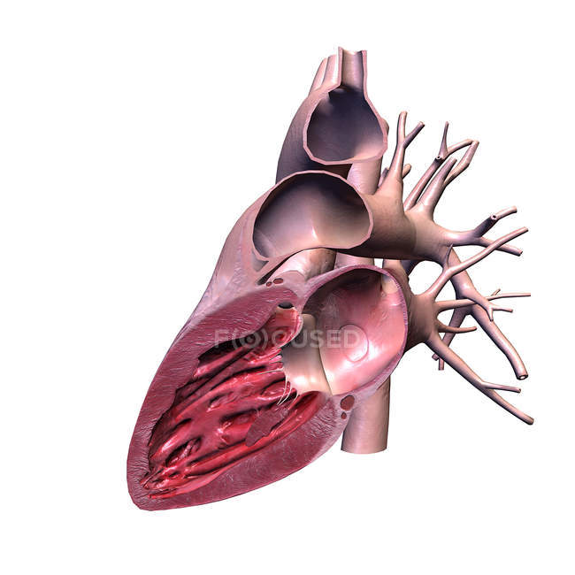 Corte lateral del corazón humano sobre fondo blanco - foto de stock