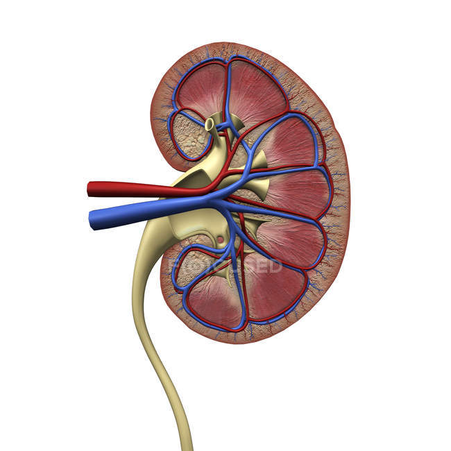 Cross section of human kidney on white background — Stock Photo