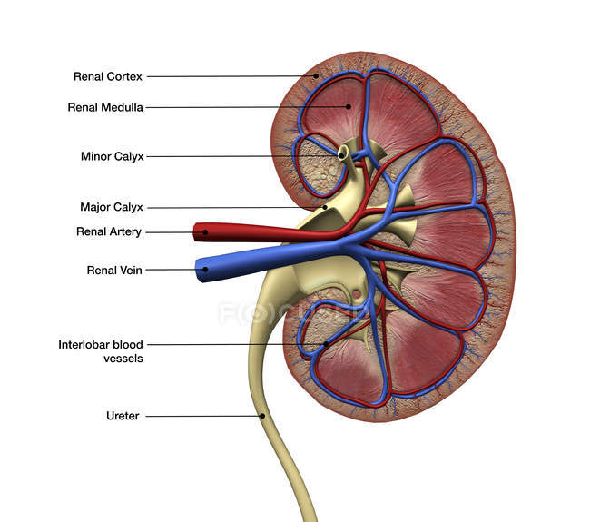 Sección transversal del riñón humano con etiquetas - foto de stock