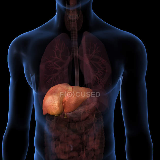 Hígado humano dentro del torso sobre fondo negro - foto de stock