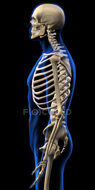 Vista lateral del esqueleto humano sobre fondo negro - foto de stock