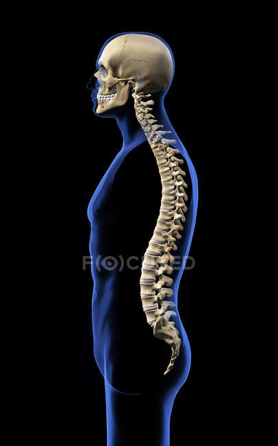 Crânio humano e coluna vertebral sobre fundo preto — Fotografia de Stock