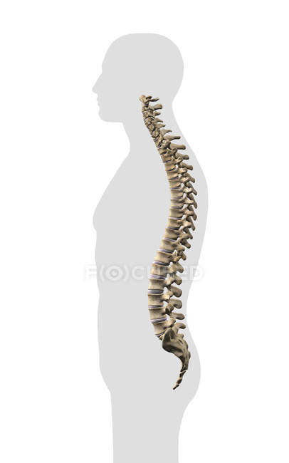 Colonna vertebrale umana su sfondo bianco — Foto stock