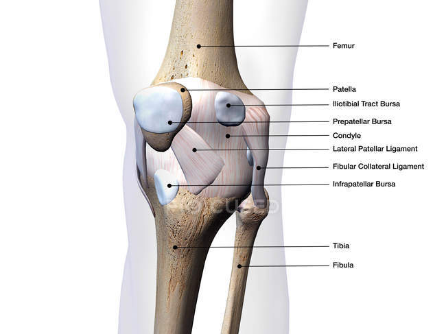 Ossos das articulações do joelho e tecidos conjuntivos marcados sobre fundo branco — Fotografia de Stock