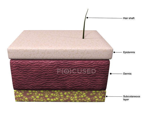 Basic layers of human skin including epidermis, dermis and subcutaneous — Stock Photo
