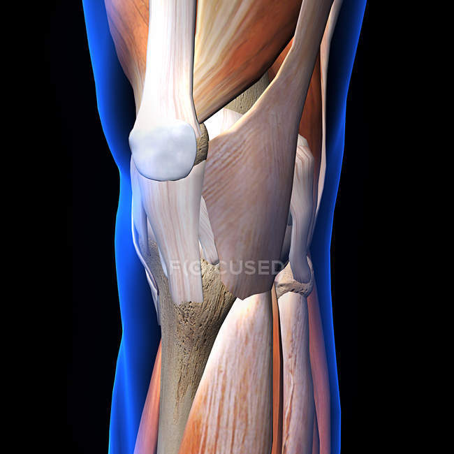 Raio-X de músculos e ligamentos do joelho sobre fundo preto — Fotografia de Stock