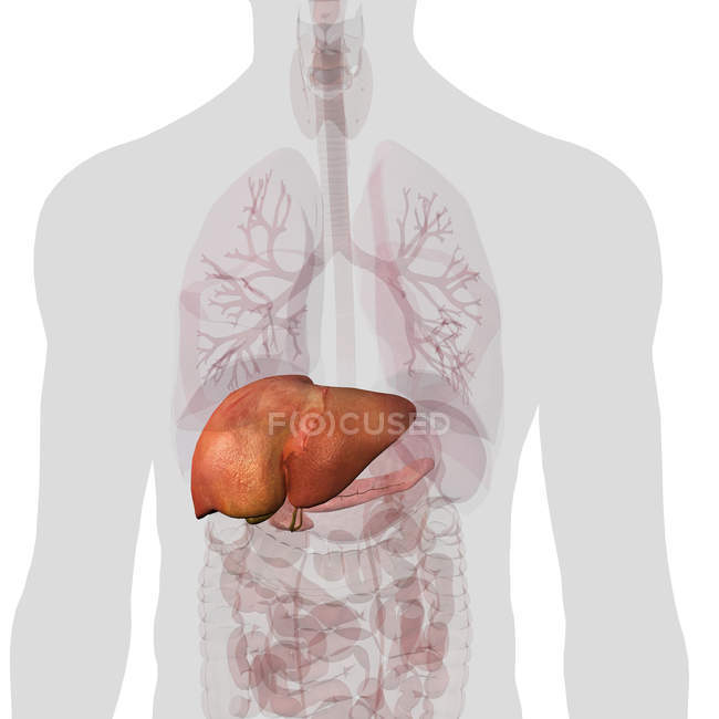 Печінка і підшлункова залоза всередині тулуба на білому тлі — стокове фото