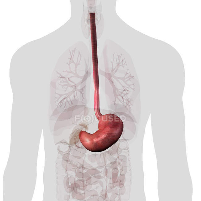 Estómago y esófago dentro del torso sobre fondo blanco - foto de stock