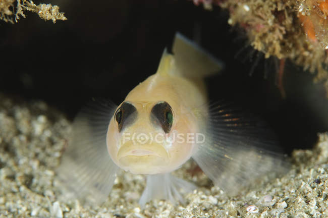 Closeup front view of blackeye goby — Stock Photo