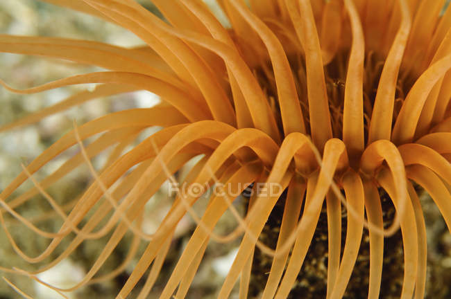 Nahaufnahme der orangefarbenen Röhrenanemone — Stockfoto