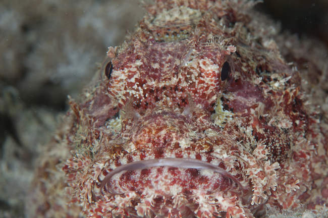 Close up frente headshot de scorpionfish de grande escala — Fotografia de Stock