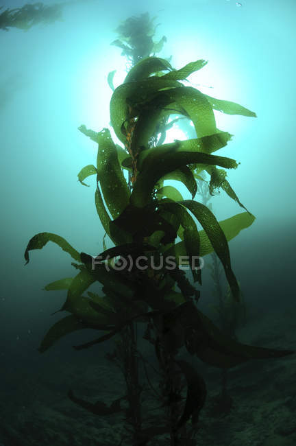 Silhouette einer grünen Macrocystis-Kelp-Pflanze — Stockfoto