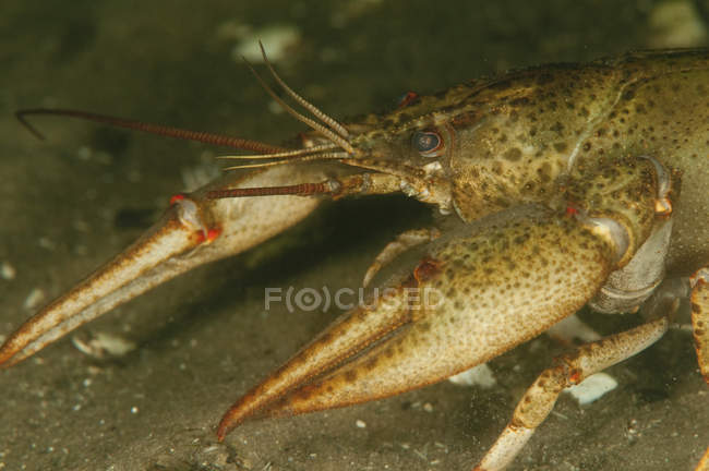 Vue rapprochée de l'écrevisse d'Astacus leptodactylus — Photo de stock