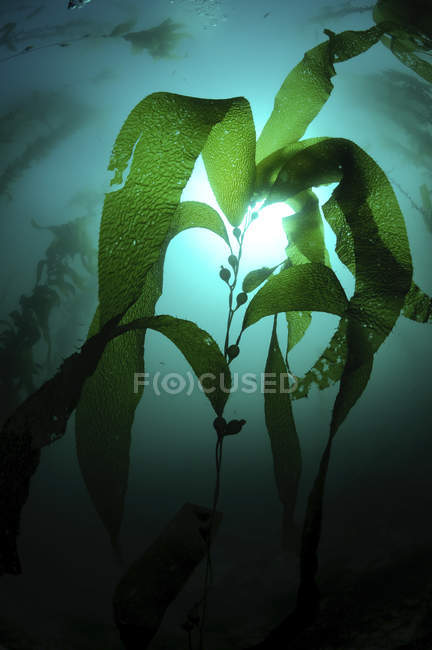 Silhouette of green macrocystis kelp plant — Stock Photo
