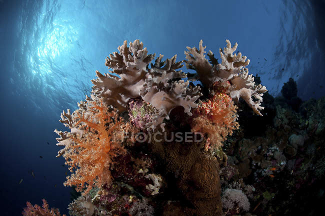 Дневной вид твердых и мягких кораллов на рифе — стоковое фото