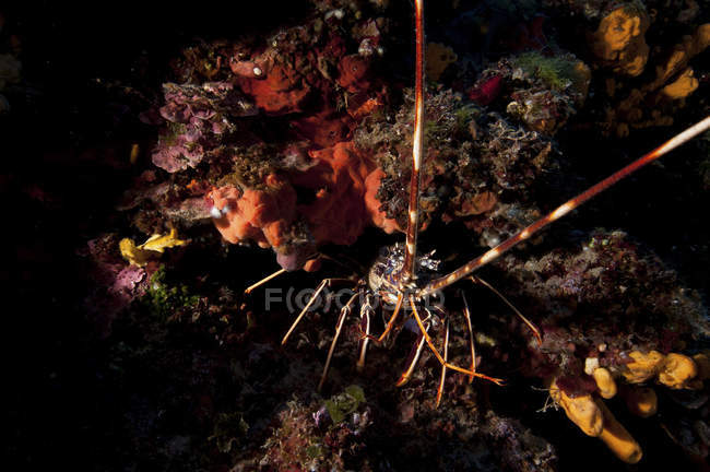 Closeup view of spiny lobster in cave — Stock Photo