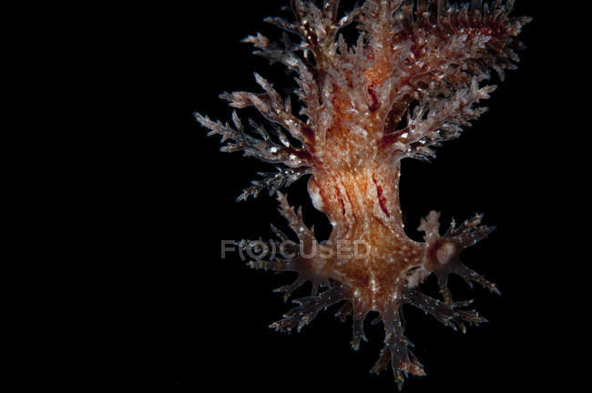 Vue rapprochée de Dendronotus robustus nudibranch — Photo de stock