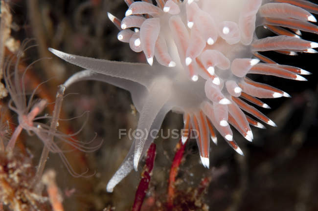 Vista close-up de Facelina Bostoniensis nudibranch — Fotografia de Stock