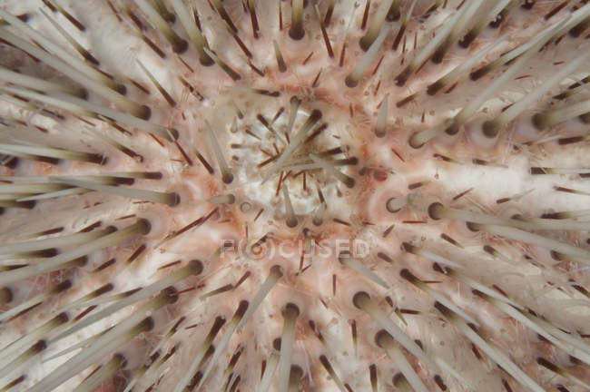 Vista ravvicinata di riccio di mare spinoso — Foto stock